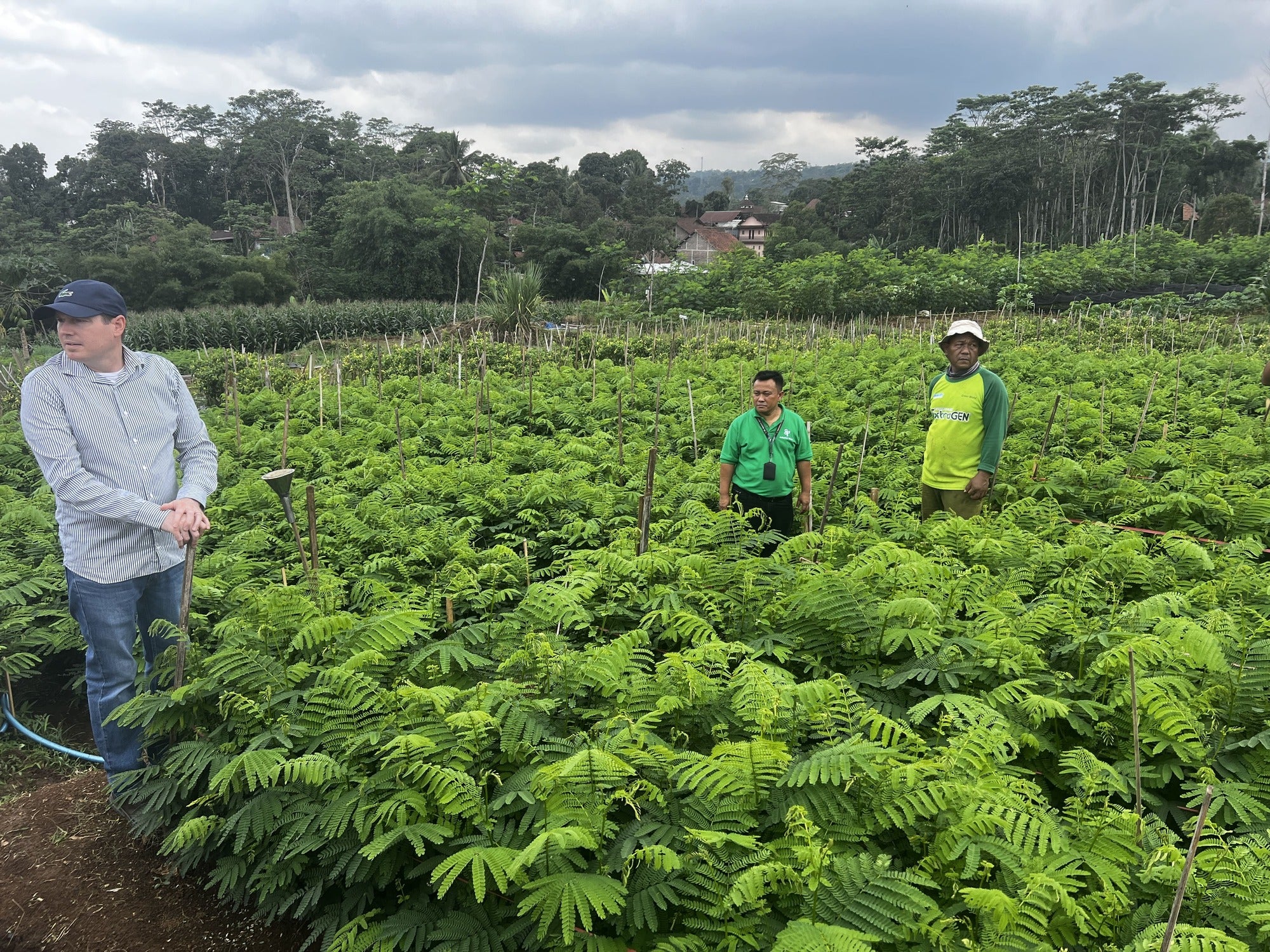 Albasia-Holz: Das Leichtgewicht mit Stärke